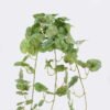 Artificial Plant 22*22*50cm Asiatic apple hanging GS-80425015-G1 2026May 3,000+ sqm showroom with thousands of artificial flowers, plants & trees ready for global sourcing.