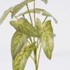Artificial Plant 21*14*53cm Candleflower leaves *10 single stem GS-51625054 2026Apr YeahFlower is one of Chinese leading OEM manufacturers and exporters , supplying the silk flowers, wholesale artificial trees
