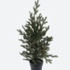 Artificial Plant Cedar in PP pot GS-82825051_4 Artificial Plant 26*20*46cm Cedar in PP pot GS-82825051 2026Feb YeahFlower is one of Chinese leading OEM manufacturers and exporters , supplying the silk flowers, wholesale artificial trees