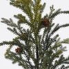 Artificial Plant 20*6*77cm Cedrus bush GS-82825010 2026Feb YeahFlower is one of Chinese leading OEM manufacturers and exporters , supplying the silk flowers, wholesale artificial trees