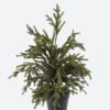 Artificial Plant 25*20*40cm Coral Pine in PP pot GS-82825056 2026Feb YeahFlower is one of Chinese leading OEM manufacturers and exporters , supplying the silk flowers, wholesale artificial trees