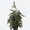 Artificial Plant 27*20*52cm Coral Pine in PP pot GS-82825057 2026Feb YeahFlower is one of Chinese leading OEM manufacturers and exporters , supplying the silk flowers, wholesale artificial trees
