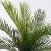 Artificial Plant 52*37*56cm Cycas revoluta  bush/15 lvs GS-70225007 2026Apr YeahFlower is one of Chinese leading OEM manufacturers and exporters , supplying the silk flowers, wholesale artificial trees
