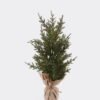Artificial Plant Cypress Artificial tree in burlap wrap GS-54025041_4 Artificial Plant 12*8*35cm Cypress Artificial tree in burlap wrap GS-54025041 2026Apr YeahFlower is one of Chinese leading OEM manufacturers and exporters , supplying the silk flowers, wholesale artificial trees
