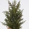 Artificial Plant Cypress Artificial tree in burlap wrap GS-54025041_5 Artificial Plant 12*8*35cm Cypress Artificial tree in burlap wrap GS-54025041 2026Apr YeahFlower is one of Chinese leading OEM manufacturers and exporters , supplying the silk flowers, wholesale artificial trees