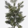 Artificial Plant Cypress Leaf 5 single stem GS-82825006_4 Artificial Plant 18*9*61cm Cypress Leaf *5 single stem GS-82825006 2026Feb YeahFlower is one of Chinese leading OEM manufacturers and exporters , supplying the silk flowers, wholesale artificial trees