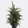 Artificial Plant 20*20*46cm Cypress Leaf in PP pot GS-82825041 2026Feb YeahFlower is one of Chinese leading OEM manufacturers and exporters , supplying the silk flowers, wholesale artificial trees