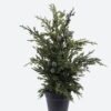 Artificial Plant 23*23*41cm Cypress Leaf in PP pot GS-82825046 2026Feb YeahFlower is one of Chinese leading OEM manufacturers and exporters , supplying the silk flowers, wholesale artificial trees