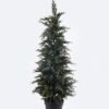 Artificial Plant 38*38*110cm Cypress  in PP pot GS-82825060KD 2026Feb YeahFlower is one of Chinese leading OEM manufacturers and exporters , supplying the silk flowers, wholesale artificial trees