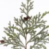Artificial Plant 30*7*100cm Fir trees *2 single stem GS-27925071 2026Mar YeahFlower is one of Chinese leading OEM manufacturers and exporters , supplying the silk flowers, wholesale artificial trees