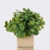 Artificial Plant Grass in paper pot GS-46625002_2 Artificial Plant 15*15*15CM Grass in paper pot GS-46625002 2026Apr YeahFlower is one of Chinese leading OEM manufacturers and exporters , supplying the silk flowers, wholesale artificial trees