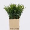 Artificial Plant Grass in paper pot GS-46625003-G1_2 Artificial Plant 12*12*19CM Grass in paper pot GS-46625003-G1 2026Apr YeahFlower is one of Chinese leading OEM manufacturers and exporters , supplying the silk flowers, wholesale artificial trees