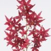 Artificial Plant 28*5*100cm Maple leaf single stem GS-51625040-R1 2026Apr YeahFlower is one of Chinese leading OEM manufacturers and exporters , supplying the silk flowers, wholesale artificial trees