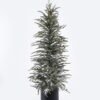 Artificial Plant 40*40*127cm Pine tree  in PP pot GS-82825062KD 2026Feb YeahFlower is one of Chinese leading OEM manufacturers and exporters , supplying the silk flowers, wholesale artificial trees
