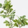 Artificial Plant Pistacia weinmannifolia single stem GS-82125008_4 Artificial Plant 25*8*95cm Pistacia weinmannifolia single stem GS-82125008 2026May 3,000+ sqm showroom with thousands of artificial flowers, plants & trees ready for global sourcing.