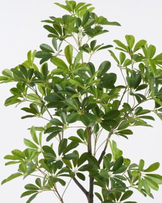 Artificial Plant 55*45*120cm Schefflera octophylla in pp pot/120 lvs GS-70225014 2026Apr YeahFlower is one of Chinese leading OEM manufacturers and exporters , supplying the silk flowers, wholesale artificial trees