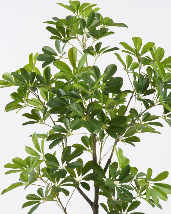 Artificial Plant 55*45*120cm Schefflera octophylla in pp pot/120 lvs GS-70225014 2026Apr YeahFlower is one of Chinese leading OEM manufacturers and exporters , supplying the silk flowers, wholesale artificial trees