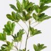 Artificial Plant 28*21*81cm Schefflera octophylla single stem GS-70225002 2026Apr YeahFlower is one of Chinese leading OEM manufacturers and exporters , supplying the silk flowers, wholesale artificial trees