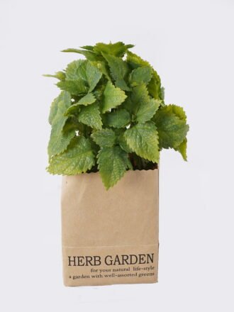 Artificial Plant 11*17cm Plastic eucalyptus in paper bag GS-4660071P12-G1 2026Apr 3,000+ sqm showroom with thousands of artificial flowers, plants & trees ready for global sourcing.