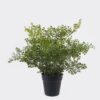 Artificial Table Plants Fern leaf in PP pot GS-48123005R_1 Artificial Table Plants 45*45*40cm Fern leaf in PP pot GS-48123005R 2026Apr YeahFlower is one of Chinese leading OEM manufacturers and exporters , supplying the silk flowers, wholesale artificial trees