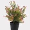 Artificial Table Plants 24*24*30cm Foeniculum vulgare in PP pot GS-59125001 2026Apr YeahFlower is one of Chinese leading OEM manufacturers and exporters , supplying the silk flowers, wholesale artificial trees