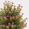 Artificial Table Plants 16*16*27cm Foeniculum vulgare in ceramic pot GS-59125009 2026Apr YeahFlower is one of Chinese leading OEM manufacturers and exporters , supplying the silk flowers, wholesale artificial trees