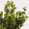 Artificial Table Plants 16*16*28cm Grass in PP pot GS-59125010 2026Apr YeahFlower is one of Chinese leading OEM manufacturers and exporters , supplying the silk flowers, wholesale artificial trees