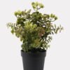 Artificial Table Plants 16*16*28cm Grass in PP pot GS-59125011 2026Apr YeahFlower is one of Chinese leading OEM manufacturers and exporters , supplying the silk flowers, wholesale artificial trees