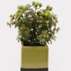 Artificial Table Plants 15*15*25cm Grass in ceramic pot GS-59125004 2026Apr YeahFlower is one of Chinese leading OEM manufacturers and exporters , supplying the silk flowers, wholesale artificial trees