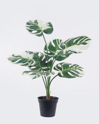 Artificial Table Plants 50*50*57cm Montera in PP pot GS-03325033-G4 2026Mar YeahFlower is one of Chinese leading OEM manufacturers and exporters , supplying the silk flowers, wholesale artificial trees Artificial Table Plants 50*50*57cm Montera in PP pot GS-03325033-G4 2026Mar YeahFlower is one of Chinese leading OEM manufacturers and exporters , supplying the silk flowers, wholesale artificial trees