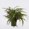 Artificial Table Plants Pteris multifida in PP pot GS-43225007_3 Artificial Table Plants 25*25*31cm Pteris multifida in PP pot GS-43225007 2026Apr YeahFlower is one of Chinese leading OEM manufacturers and exporters , supplying the silk flowers, wholesale artificial trees