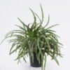 Artificial Table Plants Pteris multifida in PP pot GS-43225007_4 Artificial Table Plants 25*25*31cm Pteris multifida in PP pot GS-43225007 2026Apr YeahFlower is one of Chinese leading OEM manufacturers and exporters , supplying the silk flowers, wholesale artificial trees