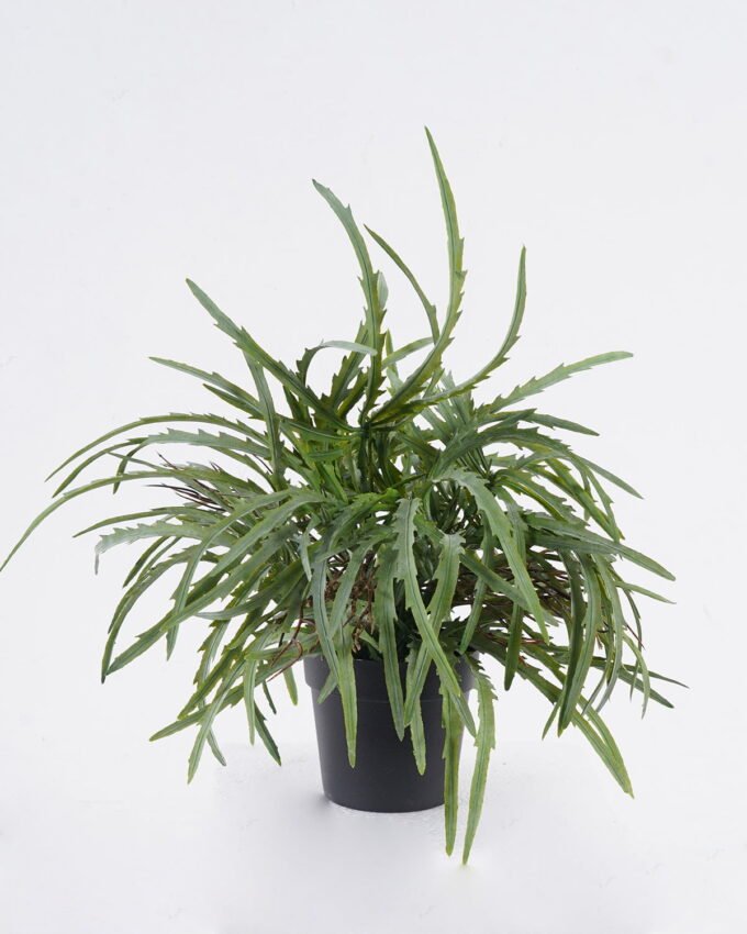 Artificial Table Plants Pteris multifida in PP pot GS-43225007_4 Artificial Table Plants 25*25*31cm Pteris multifida in PP pot GS-43225007 2026Apr YeahFlower is one of Chinese leading OEM manufacturers and exporters , supplying the silk flowers, wholesale artificial trees