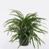 Artificial Table Plants Pteris multifida in PP pot GS-43225007_5 Artificial Table Plants 25*25*31cm Pteris multifida in PP pot GS-43225007 2026Apr YeahFlower is one of Chinese leading OEM manufacturers and exporters , supplying the silk flowers, wholesale artificial trees