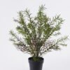 Artificial Table Plants 30*30*37cm Rosemary in PP pot GS-43225006 2026Apr YeahFlower is one of Chinese leading OEM manufacturers and exporters , supplying the silk flowers, wholesale artificial trees