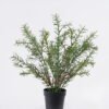 Artificial Table Plants 30*30*37cm Rosemary in PP pot GS-43225006 2026Apr YeahFlower is one of Chinese leading OEM manufacturers and exporters , supplying the silk flowers, wholesale artificial trees