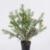 Artificial Table Plants 30*30*37cm Rosemary in PP pot GS-43225006 2026Apr YeahFlower is one of Chinese leading OEM manufacturers and exporters , supplying the silk flowers, wholesale artificial trees