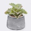 Artificial Table Plants Succulent plants in cemnet pot GS-82525030_3 Artificial Table Plants 10*10*13cm Succulent plants in cemnet pot GS-82525030 2026May 3,000+ sqm showroom with thousands of artificial flowers, plants & trees ready for global sourcing.