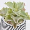 Artificial Table Plants Succulent plants in cemnet pot GS-82525030_5 Artificial Table Plants 10*10*13cm Succulent plants in cemnet pot GS-82525030 2026May 3,000+ sqm showroom with thousands of artificial flowers, plants & trees ready for global sourcing.