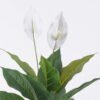 Artificial Tree 56cm Spathiphyllum kochii *2 in PP pot/10 lvs GS-35325006 2026Apr YeahFlower is one of Chinese leading OEM manufacturers and exporters , supplying the silk flowers, wholesale artificial trees