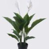 Artificial Tree 80cm Spathiphyllum kochii 2 in PP pot 18 lvs GS-35325007_1 Artificial Tree 80cm Spathiphyllum kochii *2 in PP pot/18 lvs GS-35325007 2026Apr YeahFlower is one of Chinese leading OEM manufacturers and exporters , supplying the silk flowers, wholesale artificial trees