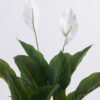 Artificial Tree 80cm Spathiphyllum kochii 2 in PP pot 18 lvs GS-35325007_6 Artificial Tree 80cm Spathiphyllum kochii *2 in PP pot/18 lvs GS-35325007 2026Apr YeahFlower is one of Chinese leading OEM manufacturers and exporters , supplying the silk flowers, wholesale artificial trees