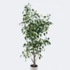 Artificial Tree 60*50*150cm Banyan in PP pot/760 lvs GS-58425002KD 2026Apr YeahFlower is one of Chinese leading OEM manufacturers and exporters , supplying the silk flowers, wholesale artificial trees