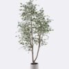 Artificial Tree 80*65*188cm Banyan in PP pot GS-10625026CT-KD 2026Mar YeahFlower is one of Chinese leading OEM manufacturers and exporters , supplying the silk flowers, wholesale artificial trees