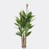 Artificial Tree Bird of paradise 3 in PP pot 46 lvs GS-30425014_1 Artificial Tree 80*65*180cm Bird of paradise *3 in PP pot/46 lvs GS-30425014 2026Apr YeahFlower is one of Chinese leading OEM manufacturers and exporters , supplying the silk flowers, wholesale artificial trees