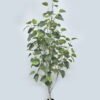 Artificial Tree Bodhi tree in PP pot GS-82625007KD Artificial Tree 90*63*180cm Bodhi tree in PP pot GS-82625007KD 2026May 3,000+ sqm showroom with thousands of artificial flowers, plants & trees ready for global sourcing.