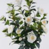 Artificial Tree Camellia 21 in PP pot 203 lvs GS-58425015KD-RP_7 Artificial Tree 50*36*120cm Camellia *21 in PP pot/203 lvs GS-58425015KD-RP 2026Apr YeahFlower is one of Chinese leading OEM manufacturers and exporters , supplying the silk flowers, wholesale artificial trees