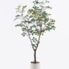 Artificial Tree 70*60*130cm Chinese loropetalum herb in PP pot GS-69425021KD 2026Apr YeahFlower is one of Chinese leading OEM manufacturers and exporters , supplying the silk flowers, wholesale artificial trees