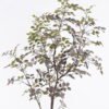 Artificial Tree 80*55*155cm Chinese loropetalum herb in PP pot GS-69425022KD 2026Apr YeahFlower is one of Chinese leading OEM manufacturers and exporters , supplying the silk flowers, wholesale artificial trees