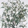 Artificial Tree 80*40*150cm Eucalyptus in PP pot/286 lvs GS-58425005KD 2026Apr YeahFlower is one of Chinese leading OEM manufacturers and exporters , supplying the silk flowers, wholesale artificial trees